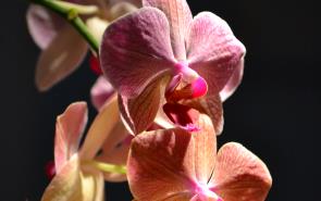 Orchids Phaleonopsis