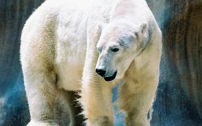 Bear Polar Shrinking Ice