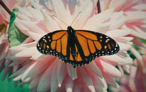 Monarch Butterfly Martha's Vineyard