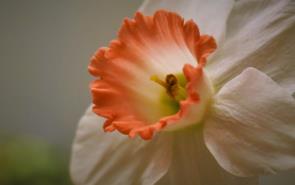 Daffodil White Pink Throat